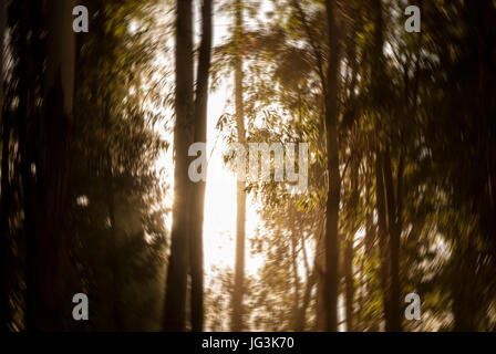 Abstrakte Bewegung verwischt Bäume in einem Wald Stockfoto