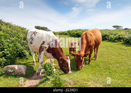 Familie von Kühen - Kalb Beweidung mit Kuh Stockfoto