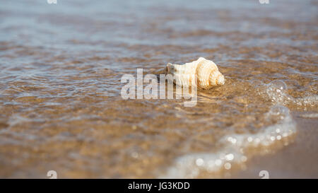 Gemeinsamen Wellhornschnecke Shell an der Küste Stockfoto