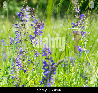 Closeup Aufnahme einer Wiese mit vielen blauen Wiese Clary Blumen Stockfoto