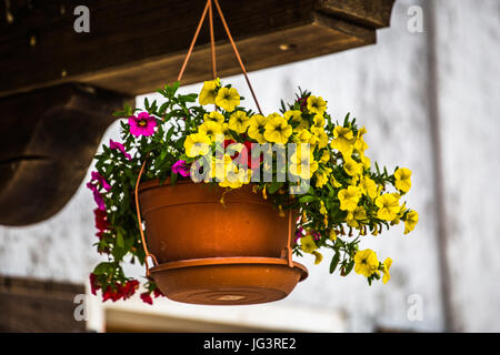 Bunte Blumen "Mini-Petunie, Calibrachoa Celebration Karneval" in einem Blumentopf hängen an einem Holzbrett gebunden. Stockfoto