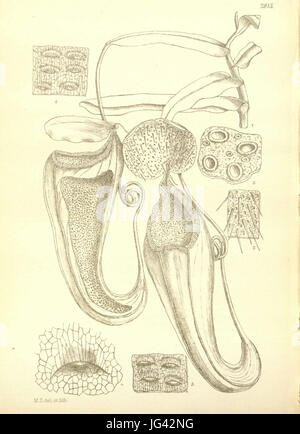 Nepenthes Macfarlanei (obere Krug) - Hooker s Icones Plantarum (1906) Stockfoto