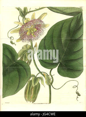Passiflora Ligularis 28183029 Stockfoto