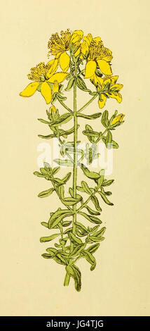 Diese botanische Illustration aus dem Jahr 1898 zeigt Hypericum perforatum, allgemein bekannt als Johanniskraut, und hebt seine charakteristischen Blüten und medizinischen Eigenschaften hervor. Stockfoto