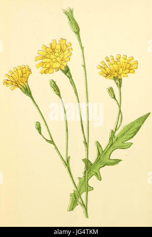 Plantenschat1898 3 159 Leeuwetand.  Leontodon autumnalis Stockfoto