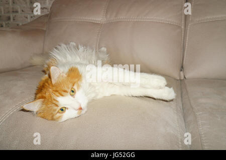 Rote und weiße Katze ruht sich auf der couch Stockfoto