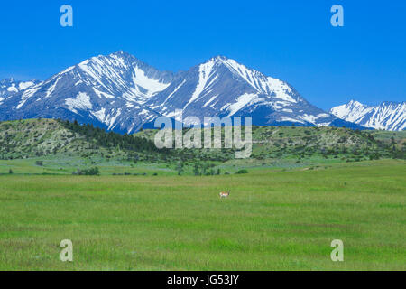 Antilope auf der Prärie unter den verrückten Bergen in der Nähe von Big Timber, montana Stockfoto