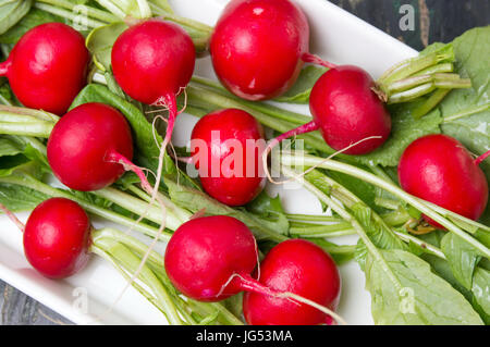 Rohe Radieschen mit Blättern in Schüssel weiß Stockfoto