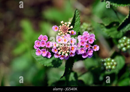 Lantana Camara Blume Stockfoto