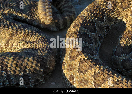 Körper-Spule einer Prärie-Klapperschlange in den Badlands von Terry in der Nähe von Terry, montana Stockfoto