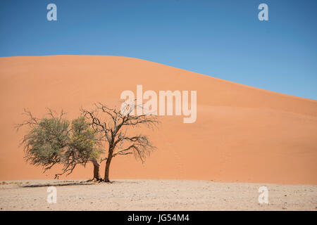 Camelthorn Baum (Vachellia Erioloba) vor große Sanddüne, Namib-Naukluft-Nationalpark, Namibia Stockfoto