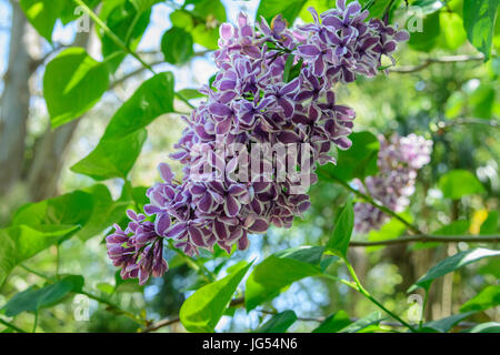 Nahaufnahme von Blumen lila 'Sensation' (Syringa Vulgaris 'Sensation') Stockfoto