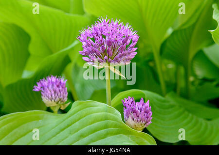 Nahaufnahme von drei lila Allium Blumen inmitten von grünen Laub Stockfoto