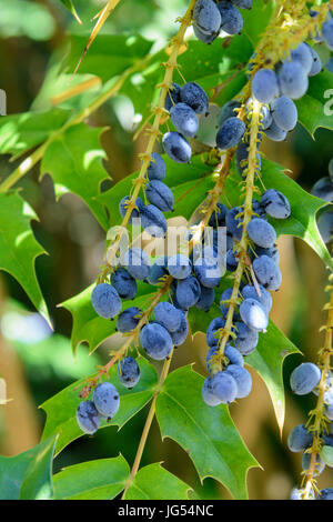 Nahaufnahme der lila Früchte Beeren Mahonia × Medien "Nächstenliebe", Oregon Grape "Charity".  Familie: Berberidaceae Stockfoto