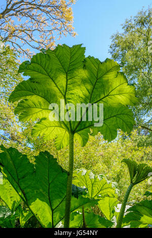 Riesen Rhabarber Blätter (Gunnera Manicata).  Auch bekannt als chilenische Rhabarber, brasilianische Rhabarber, Dinosaurier Essen und stachelige Rhabarber.  Familie: Gunneraceae Stockfoto