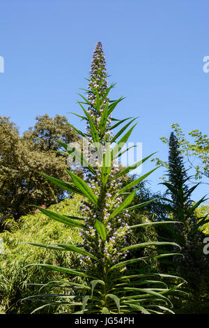 Echium Pininana (oder Echium Pinnifolium).  Auch bekannt als giant viper's Bugloss, Turm aus Juwelen, Baum Echium und Kiefer Echium.  Familie: Boraginaceae Stockfoto