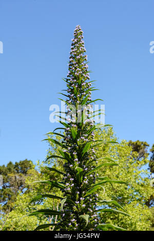 Echium Pininana (oder Echium Pinnifolium).  Auch bekannt als giant viper's Bugloss, Turm aus Juwelen, Baum Echium und Kiefer Echium.  Familie: Boraginaceae Stockfoto