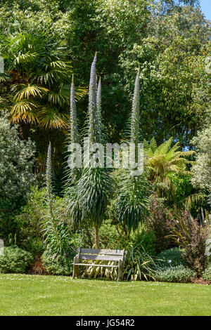 Echium Pininana (oder Echium Pinnifolium).  Auch bekannt als giant viper's Bugloss, Turm aus Juwelen, Baum Echium und Kiefer Echium.  Familie: Boraginaceae Stockfoto