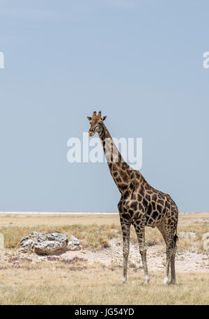 Südlichen Giraffe: Giraffa Plancius. Etosha, Namibia. Stockfoto