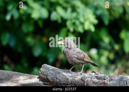 Weibliche Henne eurasische Amsel, Turdus Merula, thront auf einem Baumstamm mit einem Schluck Vogelfutter im Sommer in einem Garten in Surrey, Südostengland, UK Stockfoto