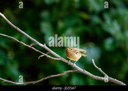Unreife fleckige junge Erithacus Rubecula, Rotkehlchen, hocken auf einem Ast im Sommer in einem Garten in Surrey, Südostengland, UK Stockfoto