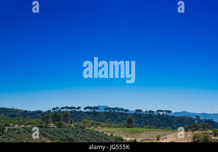 Eine Reihe von Bäumen vor einem tiefblauen Himmel in der Nähe von Ronda, Andalusien, Spanien Stockfoto