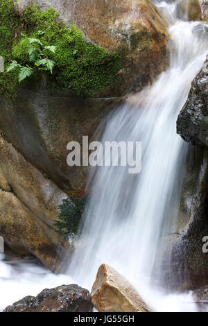 Ein Bild von Moos auf einem Stein neben einem lokalen Wasserfall in den Bergen von Santa Cruz in Kalifornien. Stockfoto