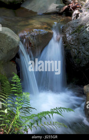 Ein kleiner Wasserfall und Farn befindet sich in den Santa Cruz Mountains. Bild aufgenommen in Uvas Canyon Park in Morgan Hill, Kalifornien. Stockfoto