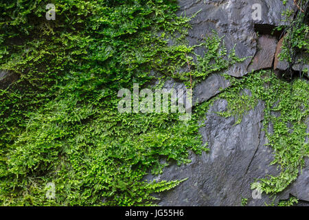 Ein Bild von Moos auf einem Felsen in der Nähe von einem lokalen Wasserfall in den Bergen von Santa Cruz in Kalifornien. Stockfoto