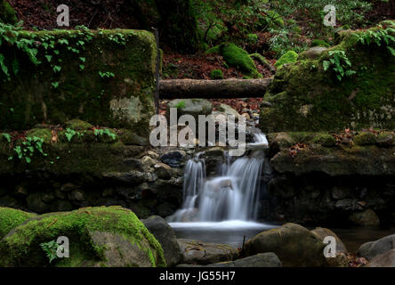 Ein Bild von einem alten Protokollierung Damm in den Santa Cruz Mountains befindet sich in Kalifornien, USA. Stockfoto