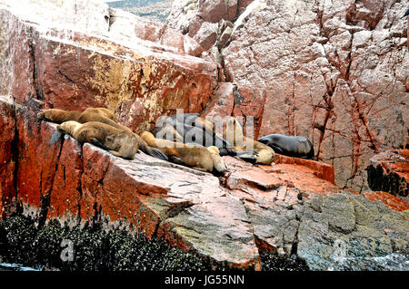 Dichtungen an den Ballestas-Inseln in der Nähe von Pisco, Peru auf 23.03.2014 Stockfoto