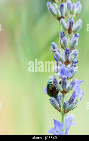 Rosemary Beetle, Chrysolina Americana auf Lavendel. Stockfoto