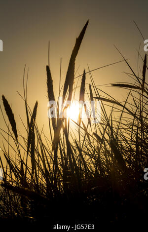 Lyme Grass Silhouette gegen die untergehende Sonne Stockfoto