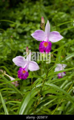 Die Bambus-Orchidee, Arundina Graminifolia ist definitiv die häufigsten Orchideenarten in Malaysia sowie in der tropischen Region gefunden. Stockfoto