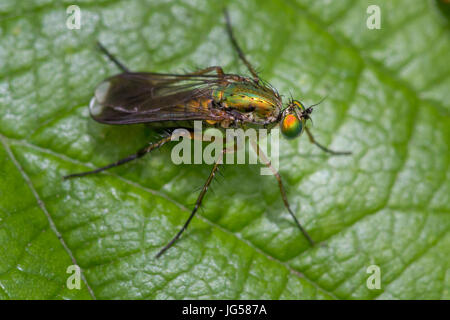 UK-Tierwelt: attraktive männliche Semaphore Fliege (Poecilobothrus Nobilitatus) mit lindgrünen Thorax & schönen Facettenaugen, W Yorkshire, England, UK Stockfoto