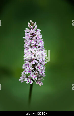 Dactylorhiza Fuchsii, die gemeinsame gefleckte Orchidee ist eine Pflanzenart in der Familie Orchidee Orchidaceae Blüte. Stockfoto