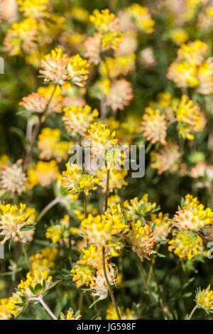 Niere Vetch Anthyllis Vulneraria Yellow Vetch Stockfoto
