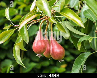 Pyrus Communis "Louise Bonne von Jersey" Birnen mit markanten roten bündig Haut, wächst in Bio Küche Frühlingsgarten Stockfoto