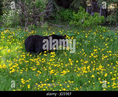 Ein schwarzer Bär Fütterung am Löwenzahn in Kootenay National Park, b.c., Kanada. Stockfoto