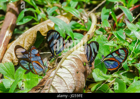 Herde von Glasswinged Greta Oto Schmetterlinge Fütterung in einer Gruppe Stockfoto