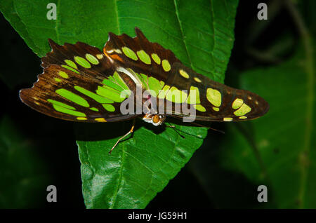 Malachit Schmetterling Aufnahme in Panama Stockfoto