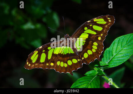 Malachit Schmetterling Aufnahme in Panama Stockfoto