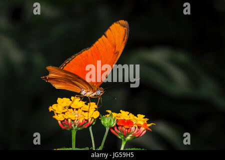 Dryas Iulia – Orange Julia Schmetterling auf Blume Aufnahme in Panama Stockfoto