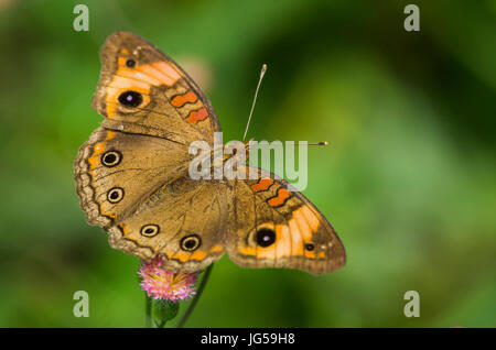 Gemeinsamen Buckeye Schmetterling Bild in Panama Stockfoto