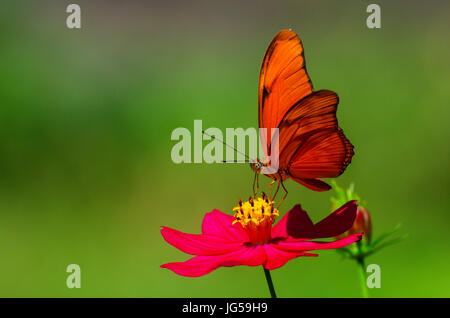 Dryas Iulia (oft falsch geschrieben Julia), gemeinhin als den Julia Butterfly, Julia Heliconian, The Flame oder Flambeau Schmetterling Stockfoto