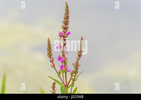 Raupe kriecht auf Blumen von Pfad Stockfoto