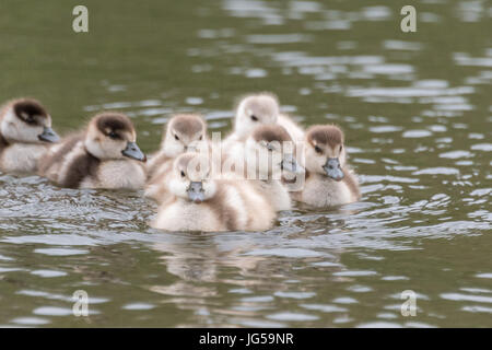 Ägyptische Gänse Gänsel Familie Stockfoto