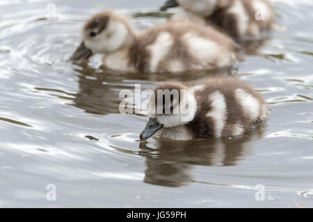 Ägyptische Gänse Gänsel Familie Stockfoto