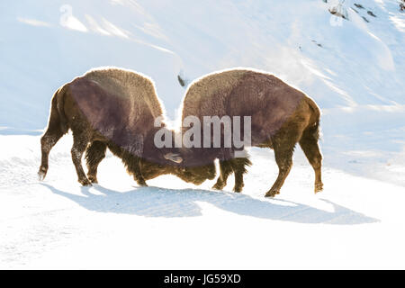 Zwei amerikanische Bison Bullen Holm im Winterschnee im Yellowstone National Park 15. Februar 2017 in Wyoming.    (Foto: Jacob W. Frank via Planetpix) Stockfoto