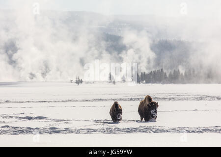 Amerikanische Bisons Fuß durch den Schnee während des Winters im Yellowstone National Park niedriger Geyser Basin 27. Januar 2017 in der Nähe von Canyon Village, Wyoming.    (Foto: Jacob W. Frank via Planetpix) Stockfoto